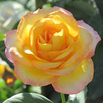 Rose Plant Live, Hybrid Tea Rose Bush Live Plant, 5-9 Inch Tall, Fragrant Flowers Shrub Ready to Plant Outdoor, No Pot, Well-Rooted (Gold Rose)