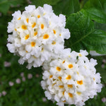 2 Trailing White Lantana Plants Live, Colorful Perennial, Long-Blooming and Very Hardy, Size 5 to 12 Inches in Tall, Well-Rooted, Outdoor Planting