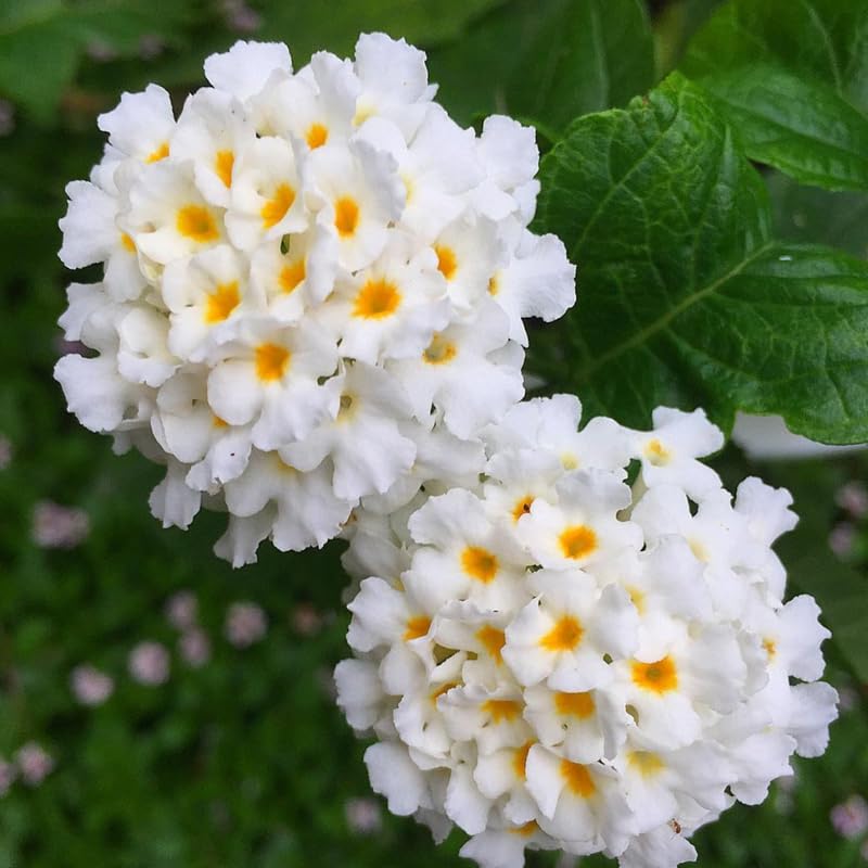 2 Trailing White Lantana Plants Live, Colorful Perennial, Long-Blooming and Very Hardy, Size 5 to 12 Inches in Tall, Well-Rooted, Outdoor Planting