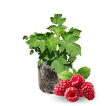 Caroline Red Everbearing Raspberry Bush Plant Live, Cold Hardy, Raspberries Plants Established Roots Live for Planting, 1 Plant 5-9 Inc Tall, No Pot