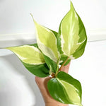 Silver Stripe Philodendron Plant Live, Rare Tropical Variegated Live Indoor Houseplant, Starter Plants No Pot, 5-9" in Tall