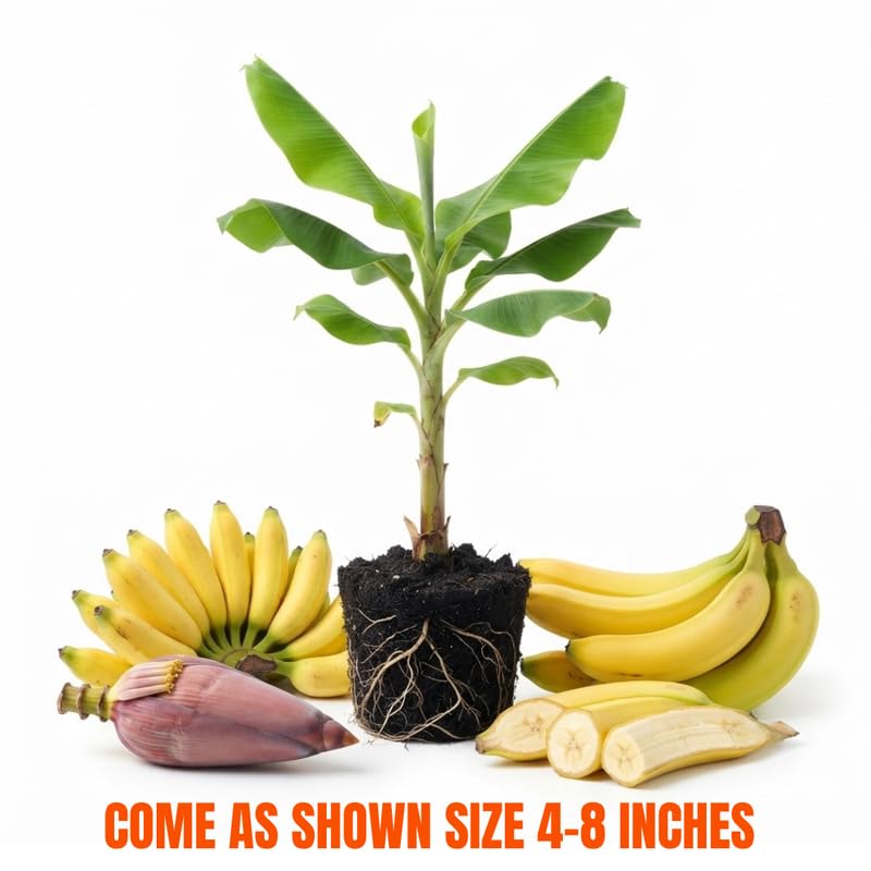 Tangry Banana Tree Live Plant, Edible Fruit, 4-6" Tall