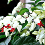 White Bleeding Heart Live Plant, 6-8 Inch Clerodendrum Live Plant, Clerodendrum Bleeding Heart Vine - Perennial Flower, Well Rooted Starter Plant
