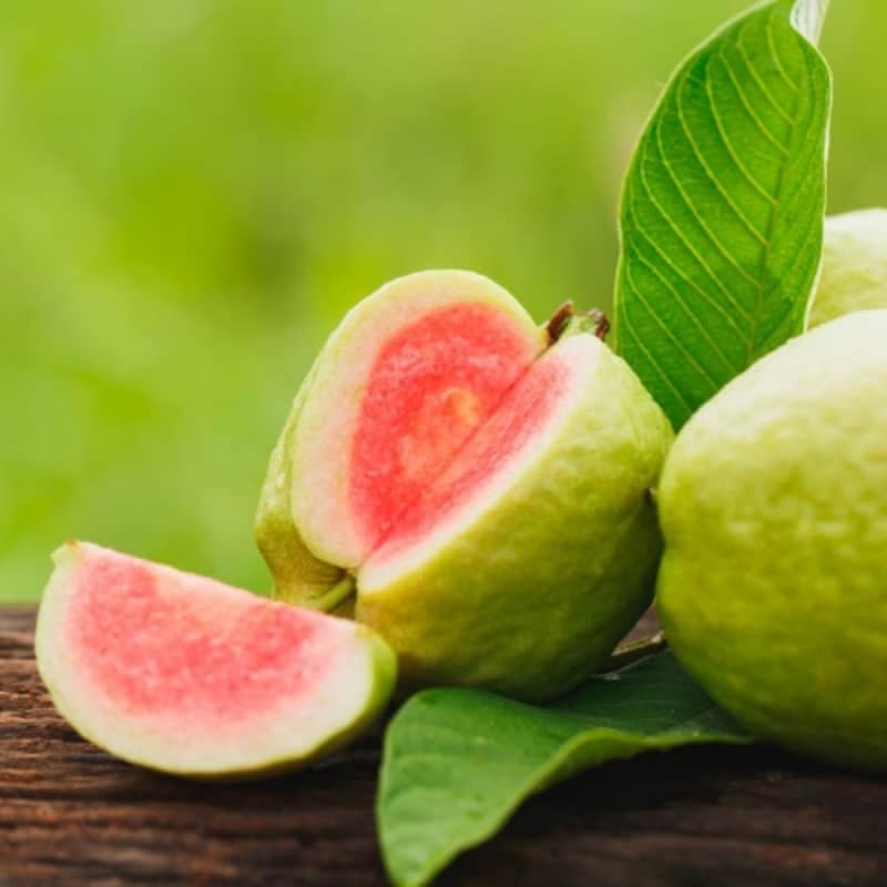 Guava Tree Live Plant, 4-8" Pink Guava Tree Live Plant, Guava Tree Plant Live, Guava for Planting