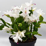 Christmas Cactus Plant Live, Starter Holiday Thanksgiving Cactus Plant for Indoor Outdoor Houseplants, Fasle Easter Cactus Plants Like, Cold Hardy, 5-9" in Tall (White)