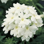 Sets 4 Perennial Verbena Live Plants Ground Cover or Trailing Potted, White Bloom, Outdoor Planting Spring