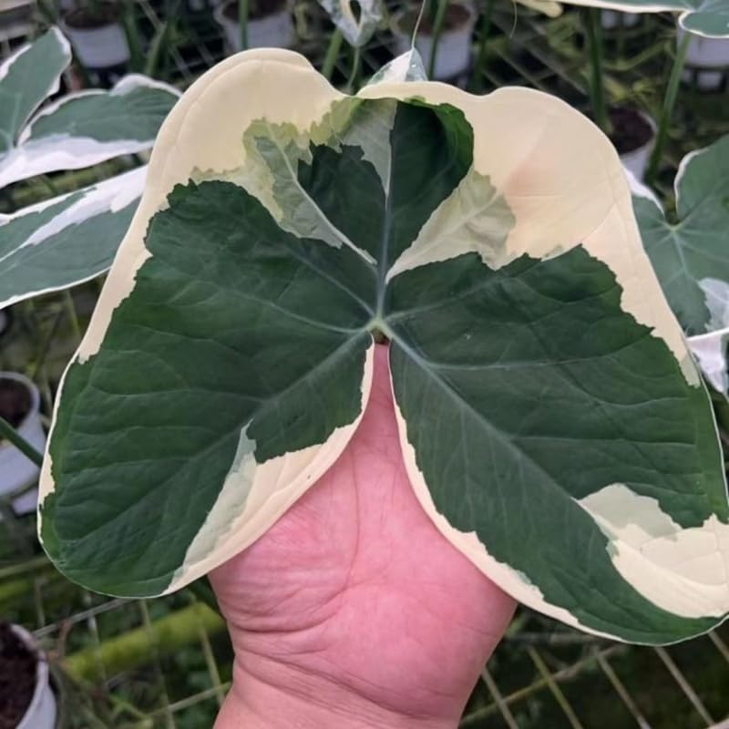 Elephant Ear Plants, Rare Colocasia Plant Live, Perennial Esculenta Taro Alocasia 4-8 Inch Tall, Indoor Outdoor Garden (Variegated White)