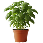 15 Sweet Basil Plants Live, Basil Live Plant, Basil Herb Plant, 4 to 5 Inc Tall in 4 Inc Pot