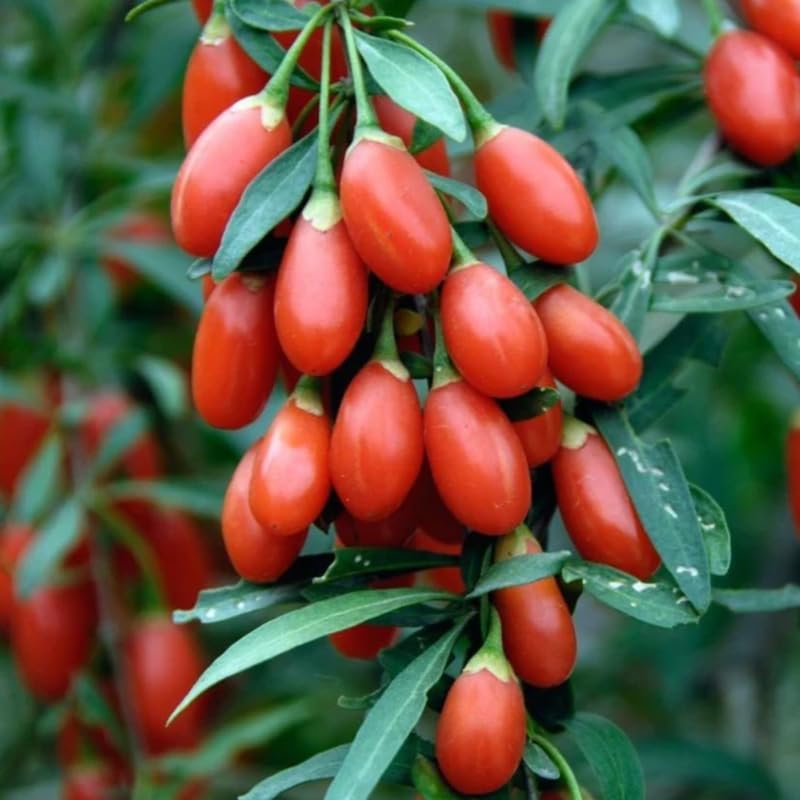 2 Red Goji Berry Plants Live 4 to 8 Inch Tall, Sweet Goji Berry Trees Plants, Berry Fruit Tree Perennial Garden Simple to Grow