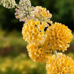 Yellow Butterfly Bush Buddleia Butterfly Plant Live, 4-9" Tall Well-Rooted for Outdoor Gardens, Perennial Shrub, No Pot
