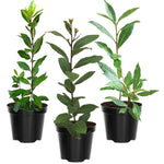 Sweet Bay Leaf Tree, Bay Laurel Laurus Nobilis Herbs, 5-8" Tall Well-Rooted for Culinary Gardens