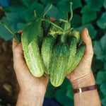 Set 2 Green Cucumber Plants Live for Planting, Live Cucumber Plants for Planting, Vegetable Plant from 4 to 6 Inches Long