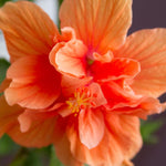 2 Double Peach Hibiscus Tree Live Plant, Hardy Hibiscus Plants Live, 8 to 11 Inches, Hibiscus Shrub Tree for Garden