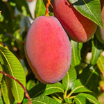 Irwin Mango Tree Live Plant, 8–12 Inch Tall in Pot, Sweet Hardy Mango Seedling Variety for Planting, Outdoor Fast-Growing