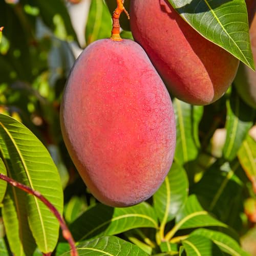 Irwin Mango Tree Live Plant, 8–12 Inch Tall in Pot, Sweet Hardy Mango Seedling Variety for Planting, Outdoor Fast-Growing