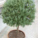 Rosemary Live Plant, 8 Months Old Rosemary Potted 6 to 8'' Tall, Fragrant Herb Plant for Outdoor Planting, 2 Plants per Pot
