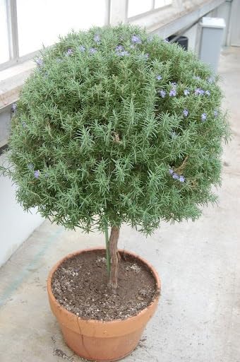 Rosemary Live Plant, 8 Months Old Rosemary Potted 6 to 8'' Tall, Fragrant Herb Plant for Outdoor Planting, 2 Plants per Pot
