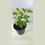 Set 2 Bright Orange Lantana Live Plants for Planting Outdoors, Lantana Plants Live, Well Rooted,Perennial Flower Planting