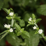 2 Stevia Plants Live 4-6 Inch Tall, Sweet Stevia Herb Well Rooted, Outdoor Garden Growing
