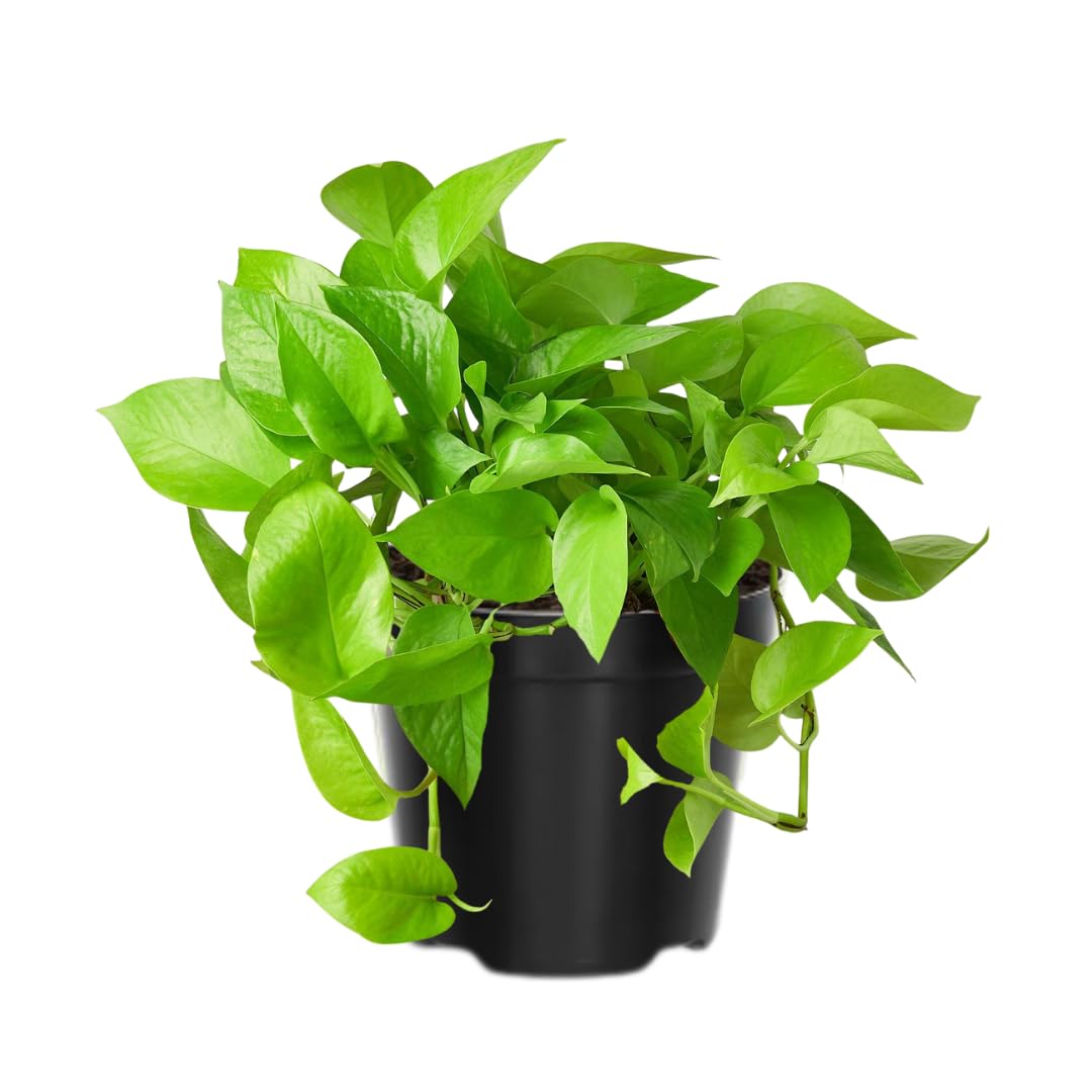 Pothos Live Plant, Live Pothos Plant, 4 to 6 Inches, House Plants Live for Growing Indoor and Outdoor, 4 Inc Potted (Green)