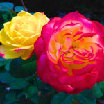 Rose Climbing Live Starter Plant, Fragrant Multi Color Climbing Rose for Planting Outdoor, No Pot, 5-9 Inc in Tall