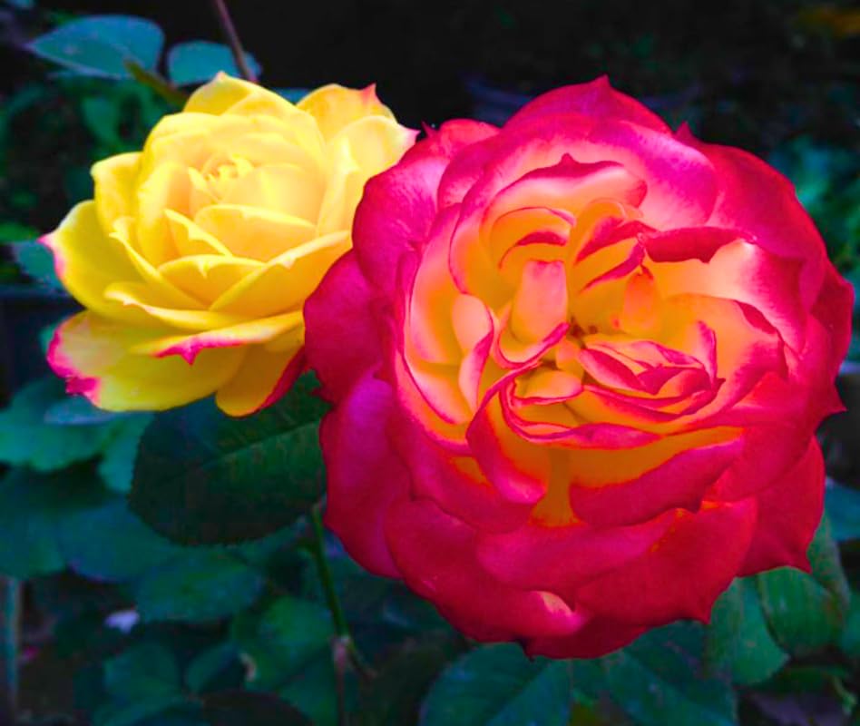 Rose Climbing Live Starter Plant, Fragrant Multi Color Climbing Rose for Planting Outdoor, No Pot, 5-9 Inc in Tall