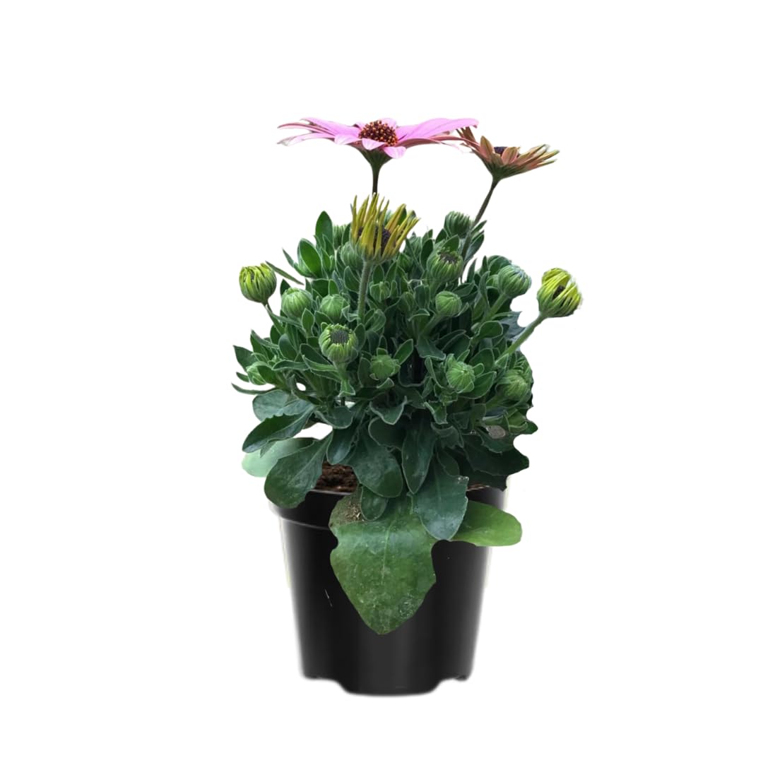 2 Osteospermum Plants Live, Pink African Daisy Flower Plants 4 Inc Potted, 2 Plants per Pot Garden Annual Flowering Plant Live