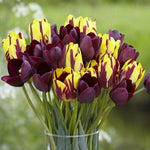 25 Tulip Bulbs for Planting, Easy-Grow Spring Flowers, Assorted Perennial Tulip Bulbs, Bulb Size 11/12 cm, Gardens, Containers, Flowerbeds Planting (Rare Tulip)