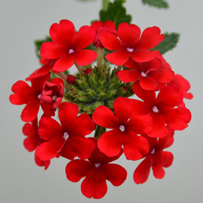 Sets 4 Perennial Verbena Live Plants Ground Cover or Trailing Plugs, Red Bloom, Outdoor Planting Spring