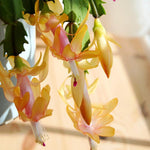 Christmas Cactus Plant Live, Starter Holiday Thanksgiving Cactus Plant for Indoor Outdoor Houseplants, Fasle Easter Cactus Plants Like, Cold Hardy, 5-9" in Tall (Yellow)