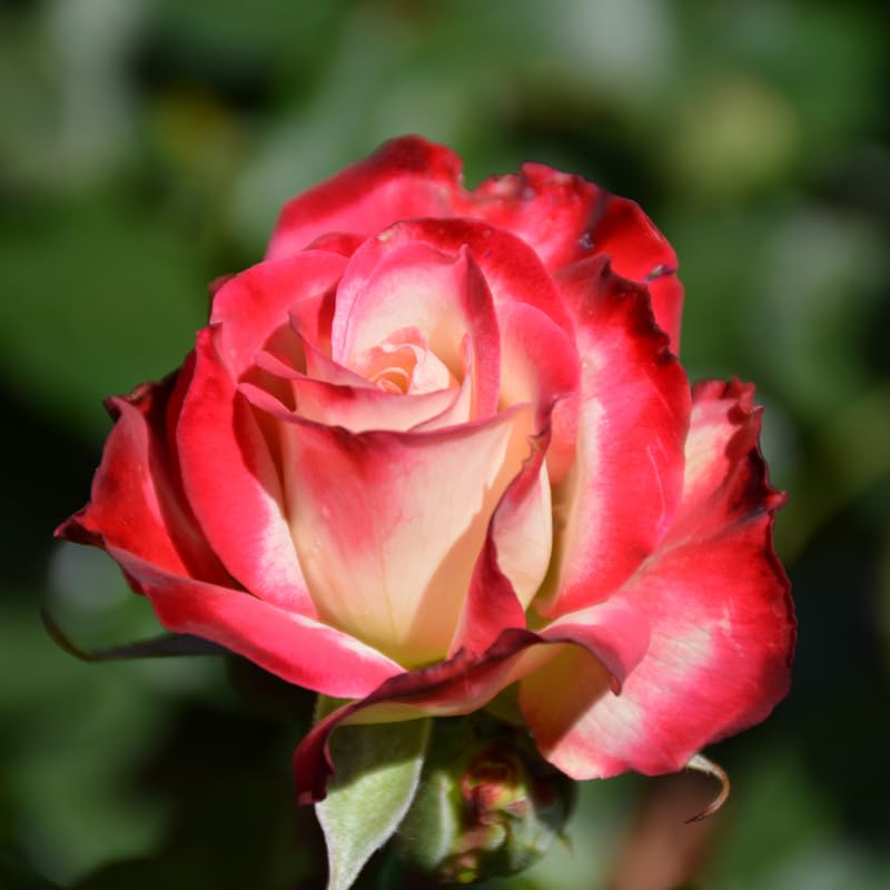 Rose Live Plant for Planting, Rose Bush Ready to Plant 6-10 Inc Tall, Fragrant Hybrid Tea Rose Flowers for Outdoor, Climbing Rose Vine (Delight Rose)
