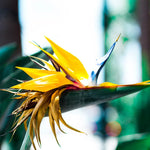 Sets 2 Yellow Bird of Paradise Plants Live, Striking Blue Yellow Blooms, 5 to 9 Inc Tall, No Pot, Tropical Houseplant, Exotic and Vibrant Color