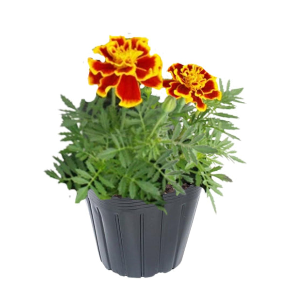 4 Mix Marigold Plants Live Marigold Flowers Live Plants, Between 4 and 8 Inches Long Starter Plant, Outdoor or Indoor