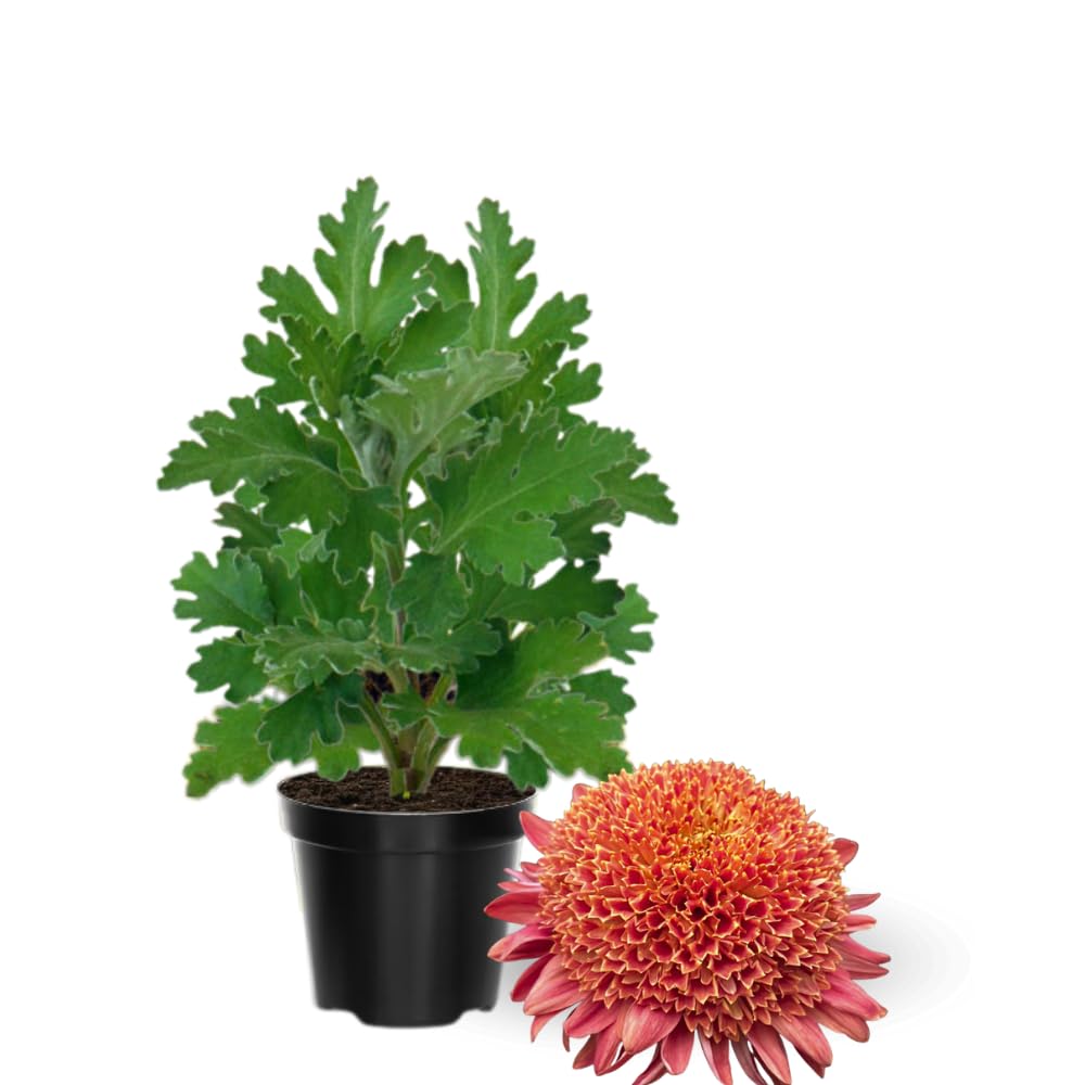 Chrysanthemum Flower Plant, Dark Red Mums Plant Live, 5 to 7 Inc Tall Chrysanthemum Plants Live for Gardening Outdoor Indoor Planting Mum Live Plant