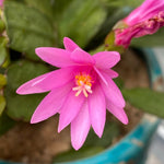 Light Pink Easter Cactus Plants Live, Size 4 Inch Pot Easter Cactus Plants Live Indoor Garden, Live Easter Cactus Flower Plant, Spring Cactus Live Houseplant, Easter Cactus