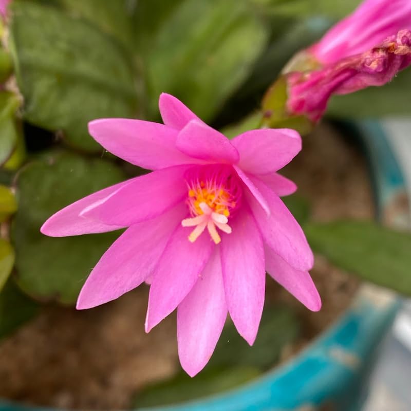 Light Pink Easter Cactus Plants Live, Size 4 Inch Pot Easter Cactus Plants Live Indoor Garden, Live Easter Cactus Flower Plant, Spring Cactus Live Houseplant, Easter Cactus