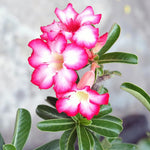 Light Pink Desert Rose Plant Live, 4-7" Tall, Adenium Obesum Well-Rooted Succulent for Indoor Outdoor Displays