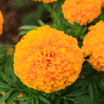 2 Orange Marigold Plants Live, Starter Plants, Marigold Flowers Live Plants Ready to Plant Garden
