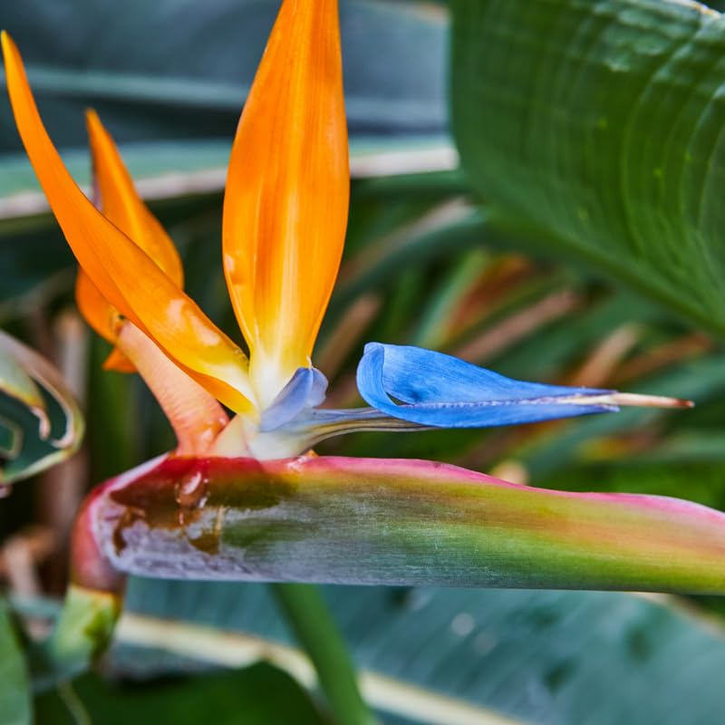 Blue Orange Bird of Paradise Live Plant, Vibrant Tropical Houseplant Flowers Strelitzia Reginae Size 5 to 9 Inc Tall, No Pot, Well-Rooted, Hardy