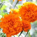 Set of 4 Marigold Plants Live, Orange Marigold Live Plants, 5 Inches to 8 Inches Long, Live Marigold Plants Indoor Gardening Outdoor
