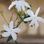Jasmine Plant Live, White Jasmine Live Plant Between 5 and 7 Inc Tall Outdoor Planting Indoor