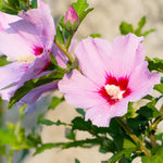 Pink Rose of Sharon Plant, Hardy Hibiscus Bush Shrub Well-Rooted 7-13" Tall Althea Shrub with Summer Blooms for Outdoor Landscape