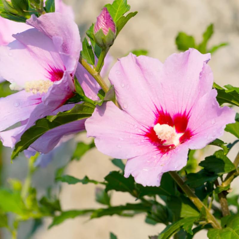 Pink Rose of Sharon Plant, Hardy Hibiscus Bush Shrub Well-Rooted 7-13" Tall Althea Shrub with Summer Blooms for Outdoor Landscape