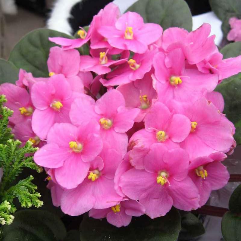 Pink African Violet Live Plant, 4 Inch Pot African Violets Live Plant, Live Afican Violets Plants, Flowering African Violets Live Plants Indoor Garden, Perennial Live African Violet Plants