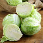 2 Cabbage Plants Live for Planting Outdoor Garden 4 to 6 Inches in 4 Inc Pot