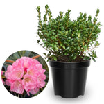 Pink Dwarf Azalea Rhododendron Plants Live Tree, 1 Gallon Pot Azalea Bush Shrub Vibrant Bloom, 1 Year Old Well Rooted, Cold Hardy