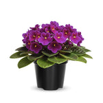 African Violet Live Plant in 4" Pot, Purple African Violets Plants Houseplant Well-Rooted, Indoor Outdoor Blooming, Holiday Flower Bush