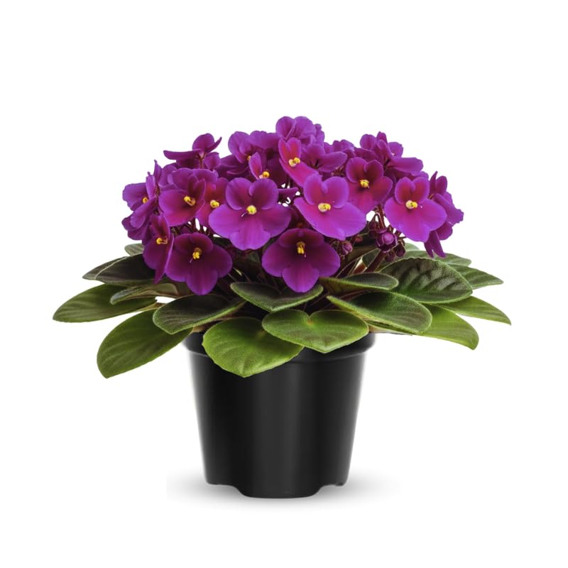 African Violet Live Plant in 4" Pot, Purple African Violets Plants Houseplant Well-Rooted, Indoor Outdoor Blooming, Holiday Flower Bush