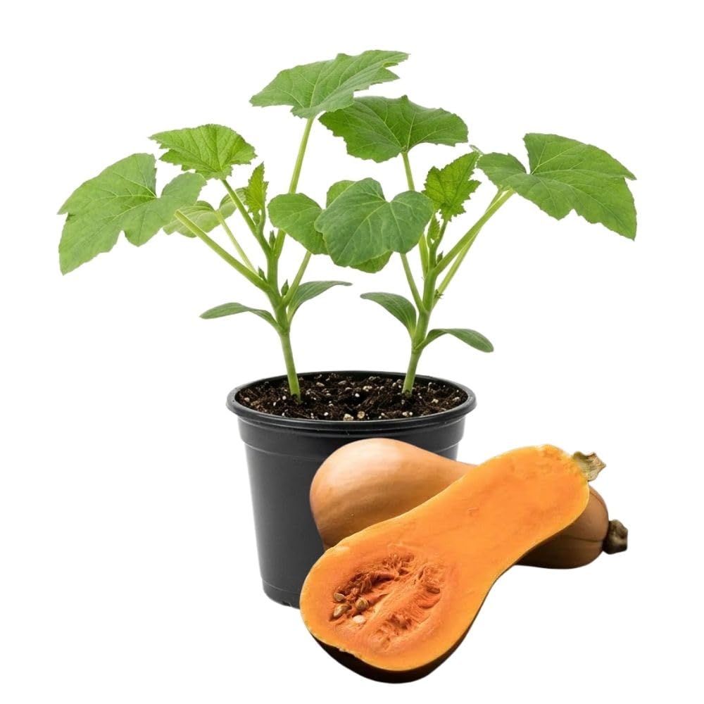 Butternut Squash Live Plant 4" Pot, Live Squash Plants in 3-5 Inch Tall, Vegetable Seedlings for Planting Outdoor Garden