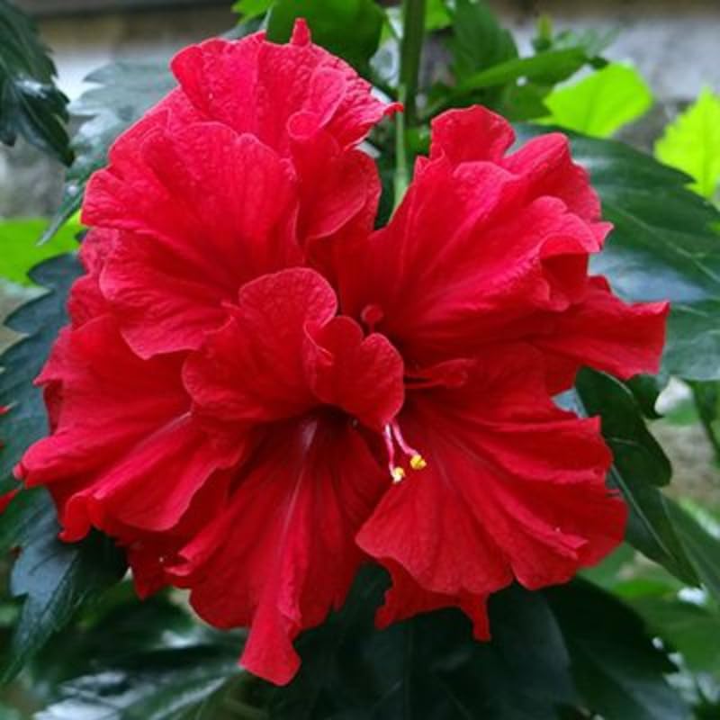 Live Rose of Sharon Plant 6-13" Tall, Althea Hibiscus Bush Well Rooted, Hardy Fragrant Hibiscus Syriacus Flowering Plant - Red Blooms